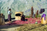 Nepal 1992-383a